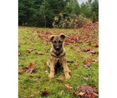 Ready now 3 months old Working line German shepherd puppy - 11