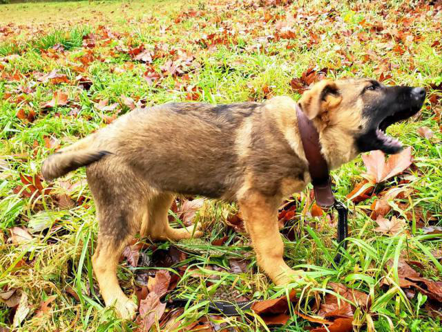 Ready now 3 months old Working line German shepherd puppy Bellevue ...