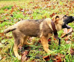 Ready now 3 months old Working line German shepherd puppy - 12