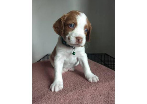 6 Brittany Puppies for sale