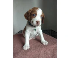6 Brittany Puppies for sale