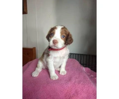 6 Brittany Puppies for sale - 2