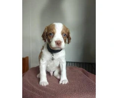 6 Brittany Puppies for sale - 3