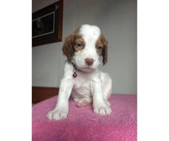 6 Brittany Puppies for sale - 4
