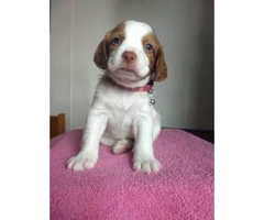 6 Brittany Puppies for sale - 5