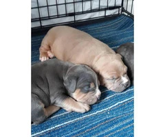 Blue and Fawn American Bully Champion Bloodline puppies
