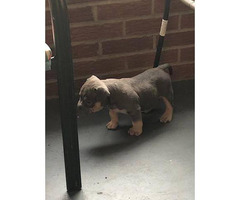 free download american bully champion bloodline for sale