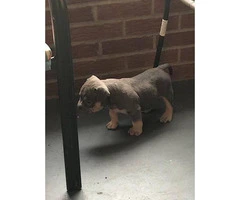 Blue and Fawn American Bully Champion Bloodline puppies - 3