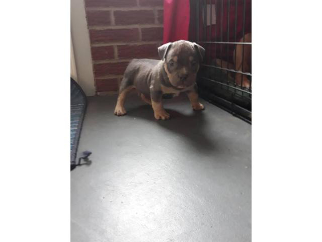 american bully champion bloodline for sale download free