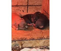 Blue and Fawn American Bully Champion Bloodline puppies - 5