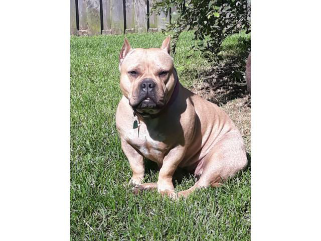 download free champion bloodline bully