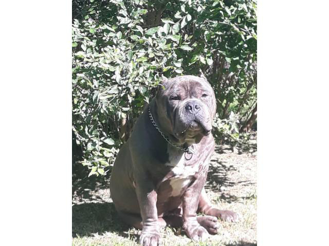 download free american bully champion bloodline for sale