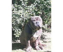 download american bully champion bloodline