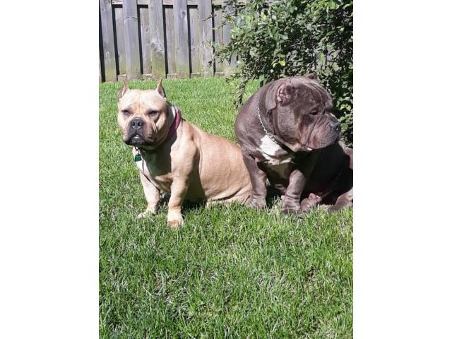 49 Top Photos Blue Fawn Bully Puppies / Hard nut to crack: Colores AMSTAFF