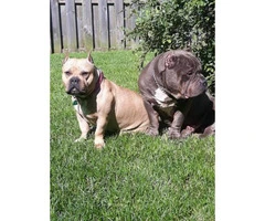 Blue and Fawn American Bully Champion Bloodline puppies - 8