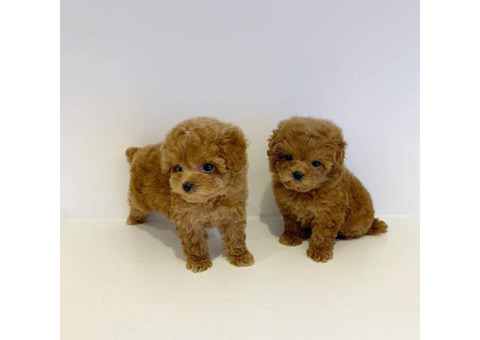 Toy Poodle Puppies