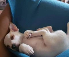 Chihuahua puppy - 1