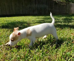Chihuahua puppy - 2