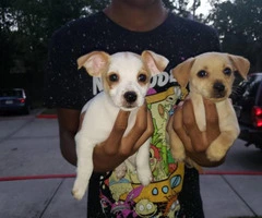 Chihuahua puppy - 3
