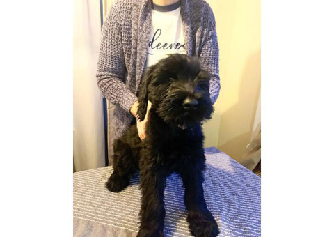 AKC registered Giant schnauzer male puppies for sale