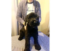 AKC registered Giant schnauzer male puppies for sale