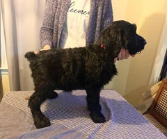 AKC registered Giant schnauzer male puppies for sale - 2