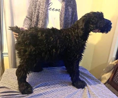 AKC registered Giant schnauzer male puppies for sale - 3