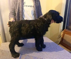 AKC registered Giant schnauzer male puppies for sale - 4