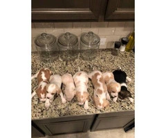 1 male & 6 females Beagle puppies available