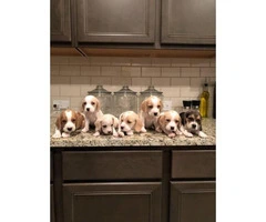 1 male & 6 females Beagle puppies available - 2