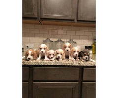 1 male & 6 females Beagle puppies available - 3