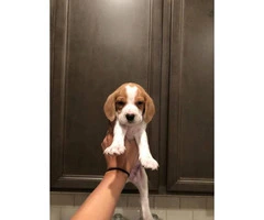 1 male & 6 females Beagle puppies available - 5