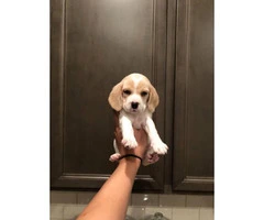 1 male & 6 females Beagle puppies available - 6