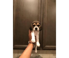 1 male & 6 females Beagle puppies available - 7