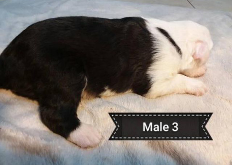 5 Old English sheepdogs puppies
