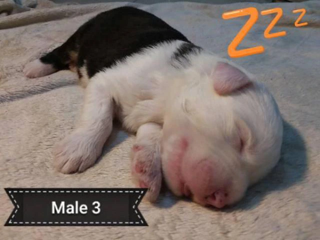 5 Old English sheepdogs puppies - 2/19