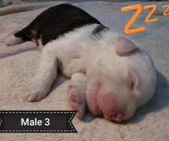 5 Old English sheepdogs puppies - 2