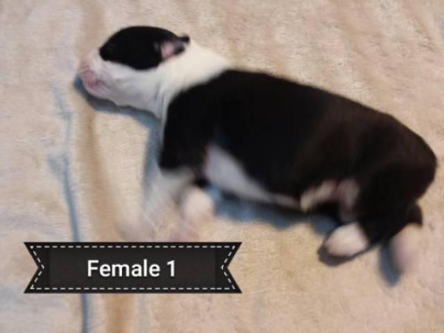 5 Old English sheepdogs puppies in Katy, Texas - Puppies for Sale Near Me