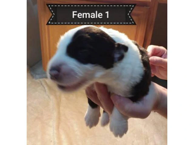 5 Old English sheepdogs puppies - 5/19