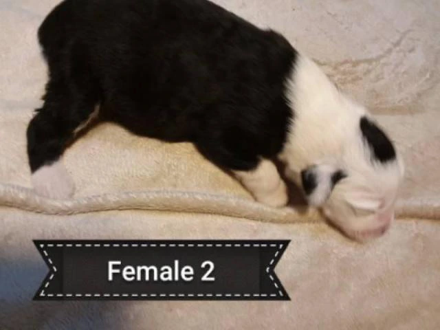 5 Old English sheepdogs puppies - 6/19