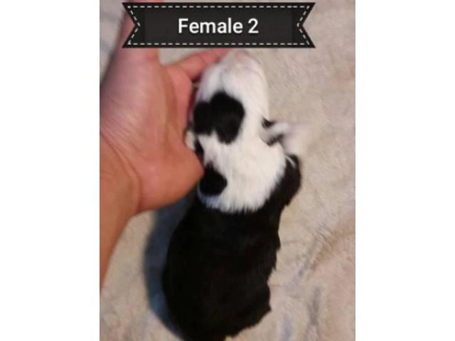 5 Old English sheepdogs puppies - 8/19
