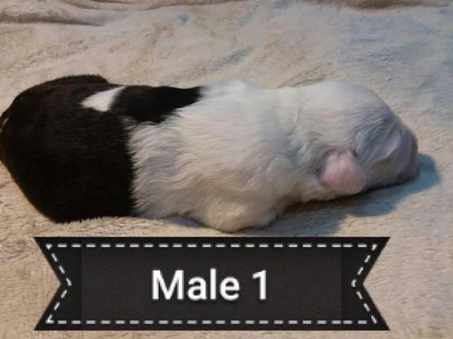 5 Old English sheepdogs puppies - 10/19