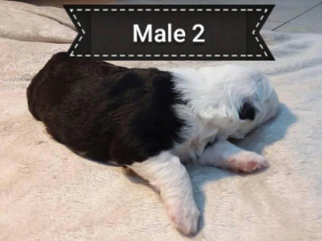 5 Old English sheepdogs puppies - 14/19