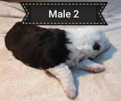 5 Old English sheepdogs puppies - 14