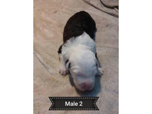 5 Old English sheepdogs puppies - 15/19