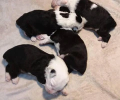 5 Old English sheepdogs puppies - 16