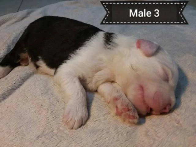 5 Old English sheepdogs puppies - 17/19