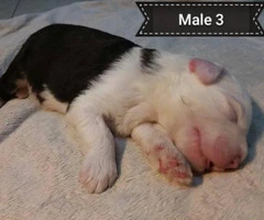 5 Old English sheepdogs puppies - 17