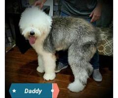 5 Old English sheepdogs puppies - 18