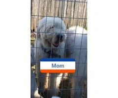 5 Old English sheepdogs puppies - 19
